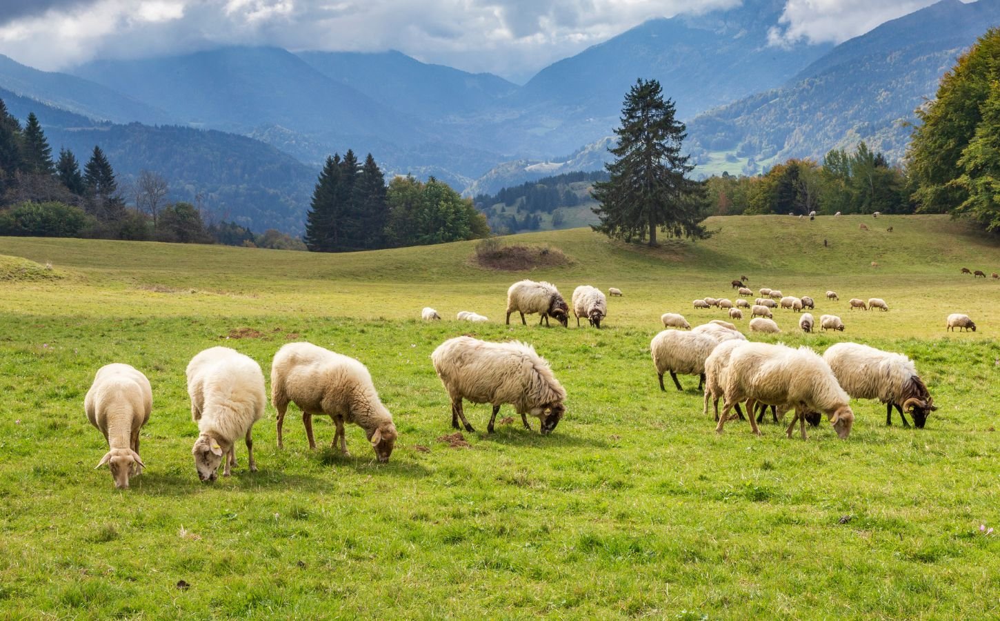 Sheep grazing on a field