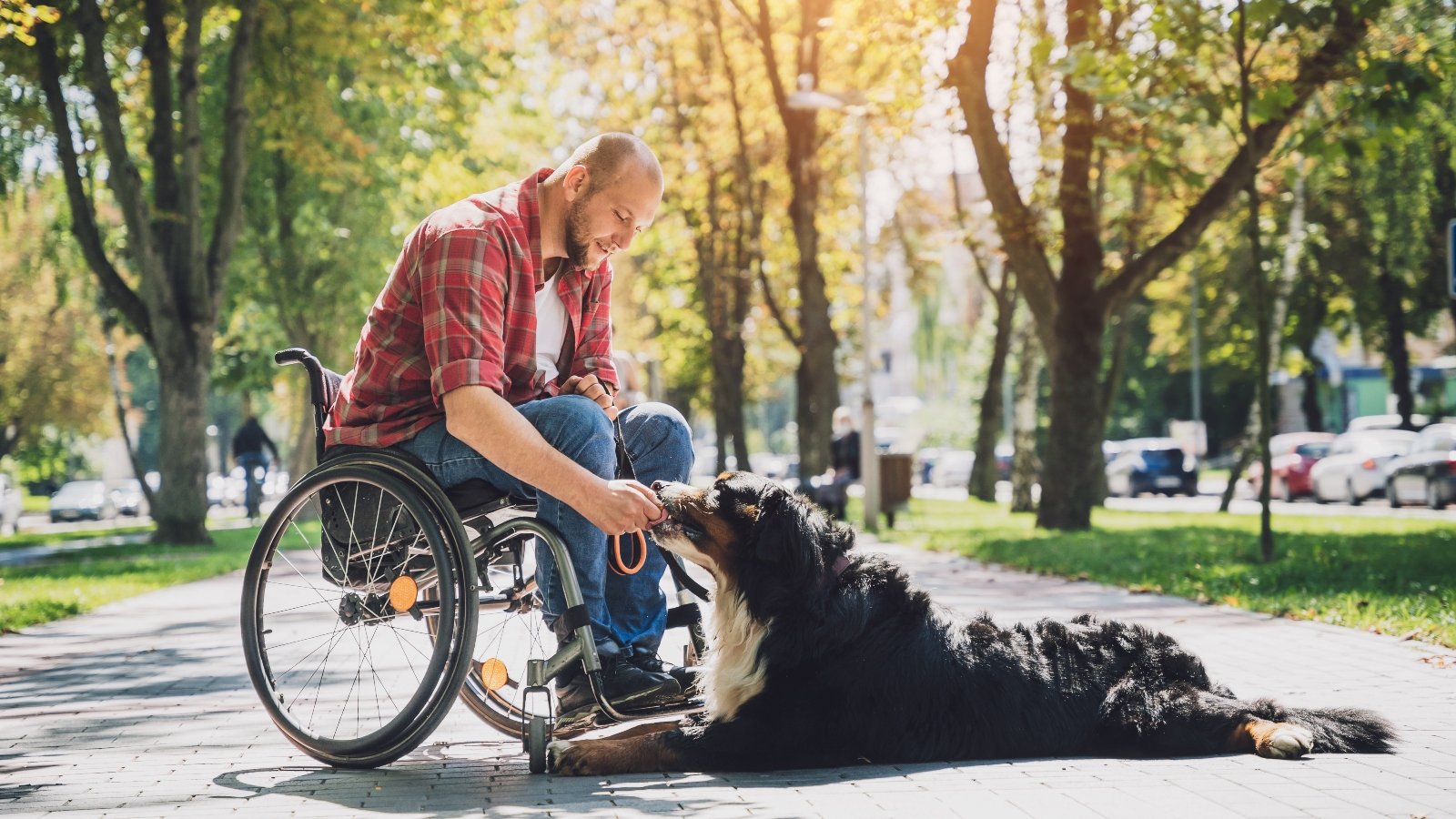 A man in a wheelchair feeding his dog outside in a park