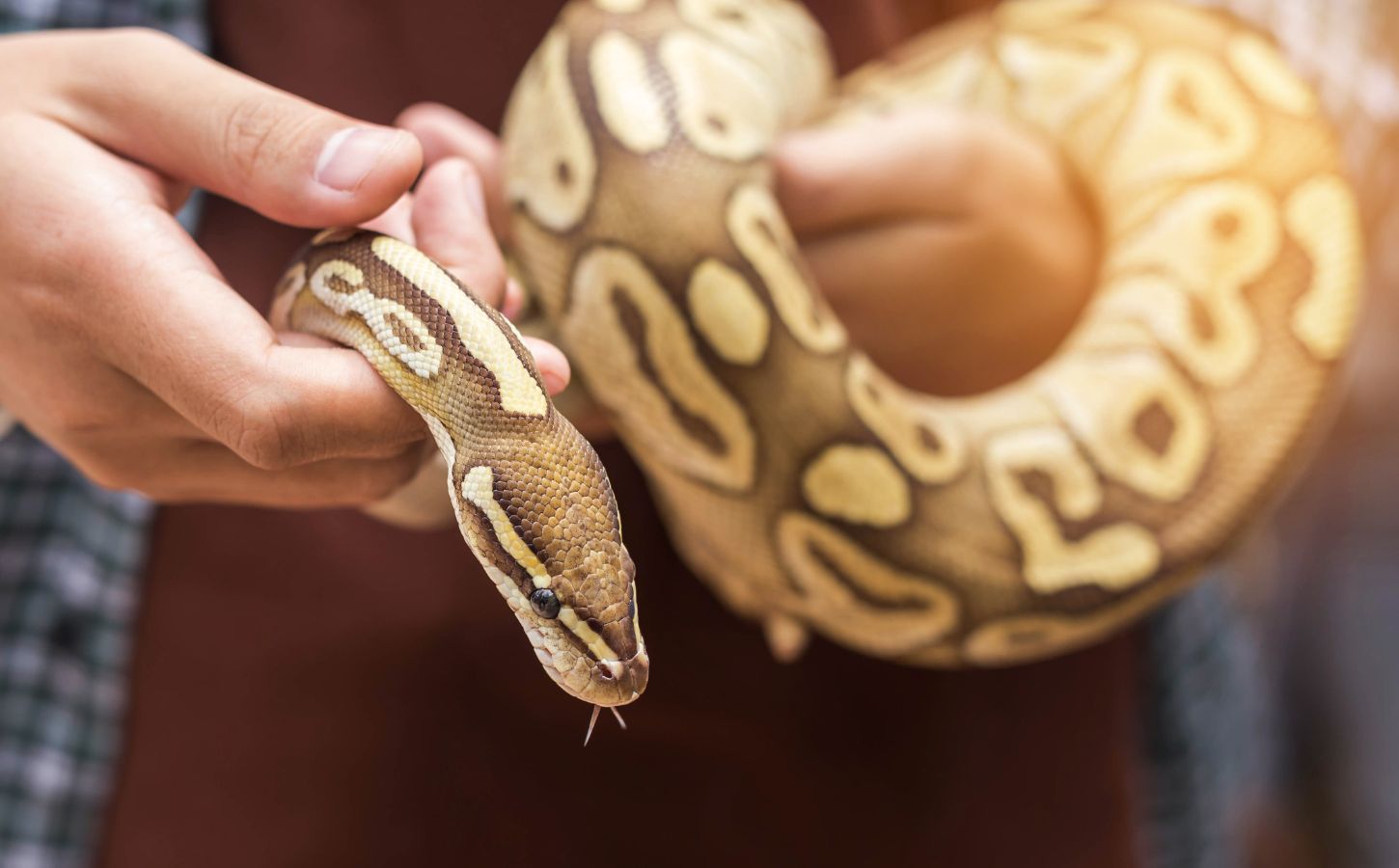 A pet snake being held by a human