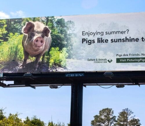 Picturing Pigs billboard in North Carolina