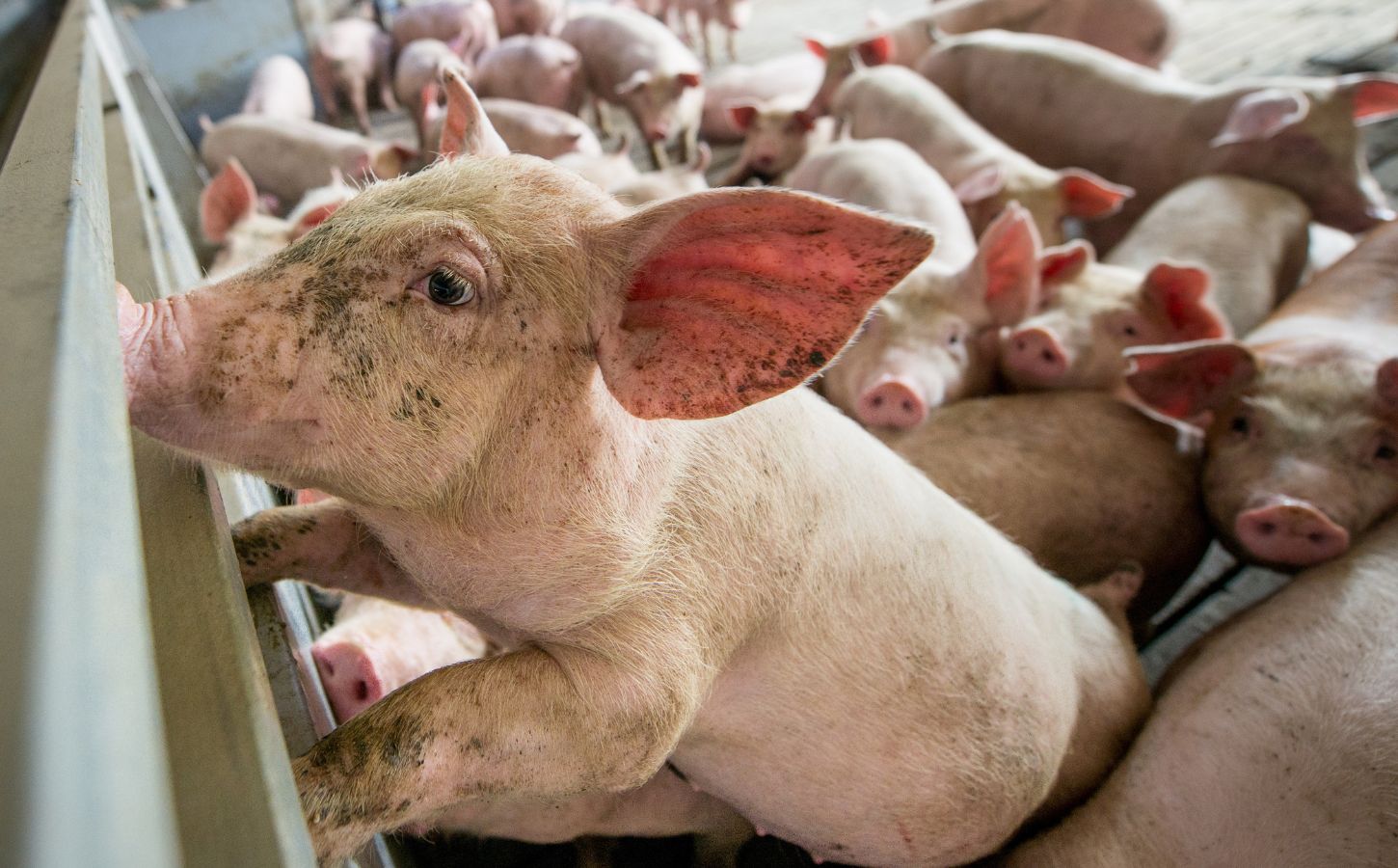 Pigs on a factory farm, where antibiotics overuse is causing a risk to human health