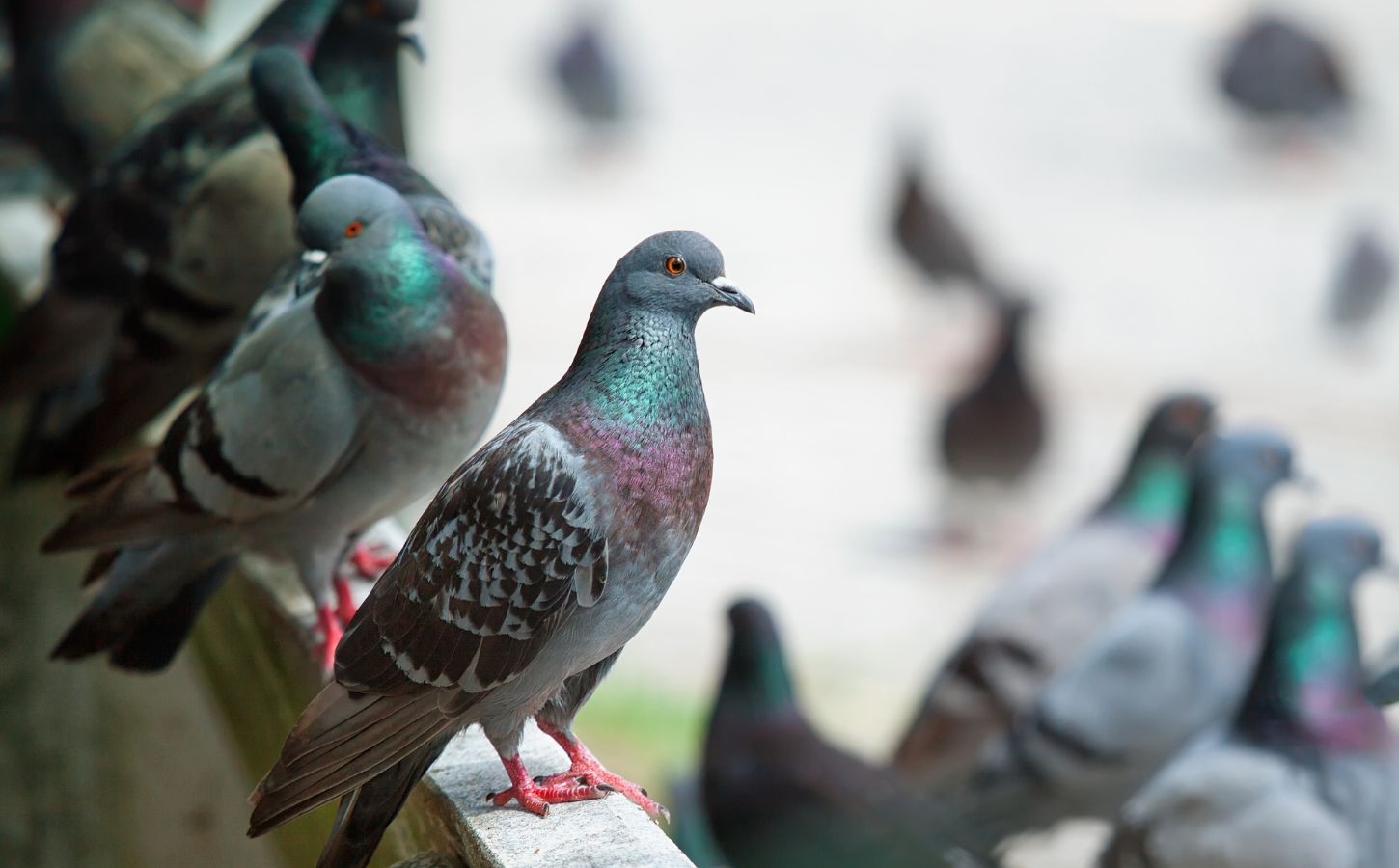 pigeons sitting on a wall