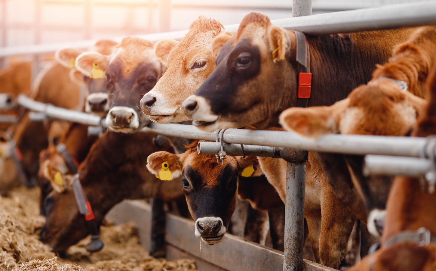 A group of cows in an industrial farm