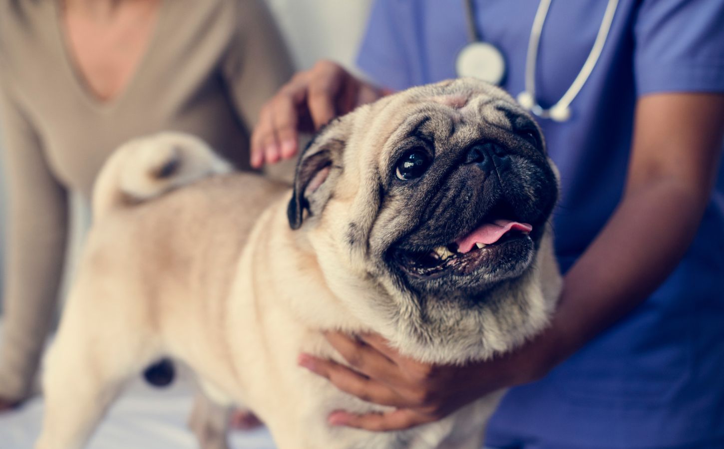 A flat-faced pug, considered a breathing impaired dog breed, being examined at the vet