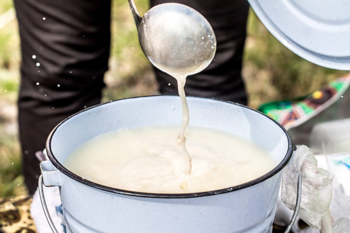 A bucket full of raw milk