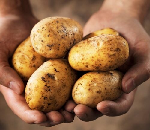 Photo shows someone holding five medium-sized potatoes in their two cupped hands