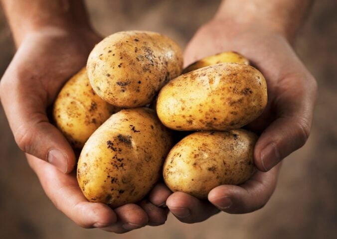 Photo shows someone holding five medium-sized potatoes in their two cupped hands