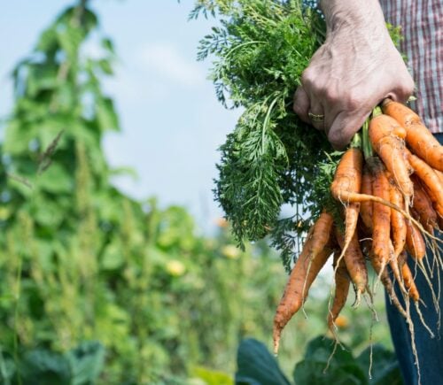 A person holds a fist full of homegrown carrots