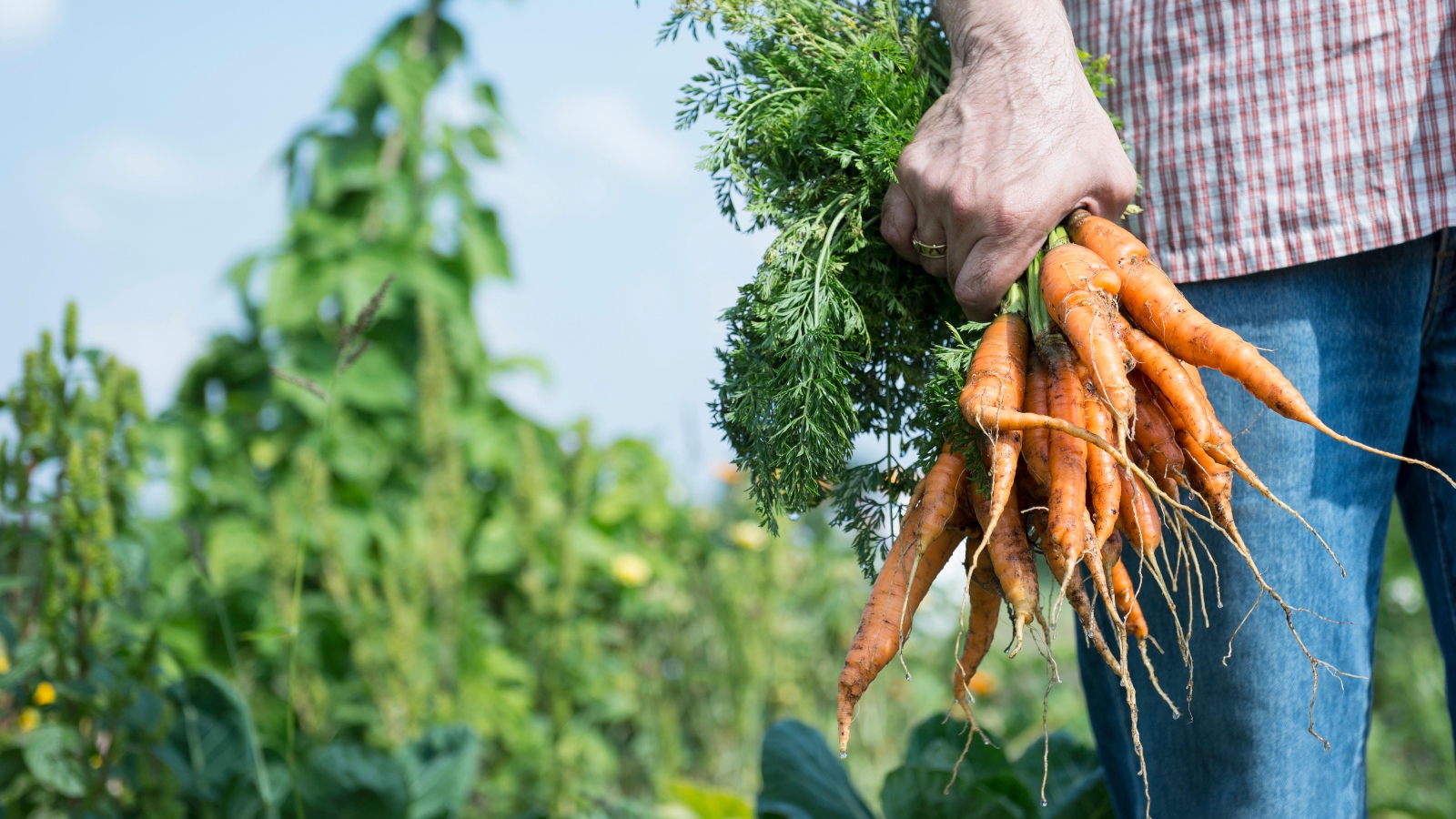 A person holds a fist full of homegrown carrots