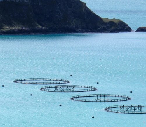 An aerial shot of a salmon farm in Scotland