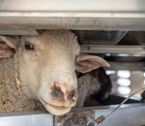 A white lamb stands in an overcrowded animal transport trailer