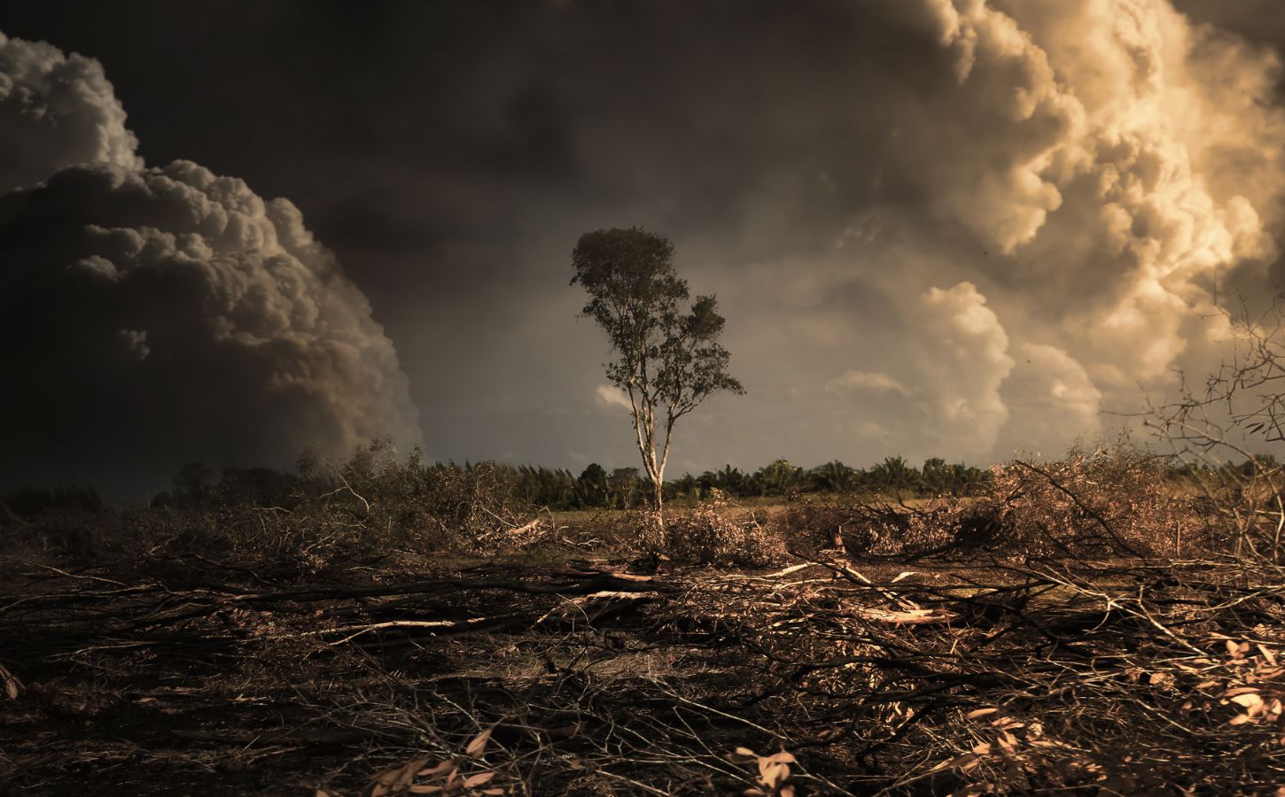 A single tree on deforested land cleared for rearing animals for food