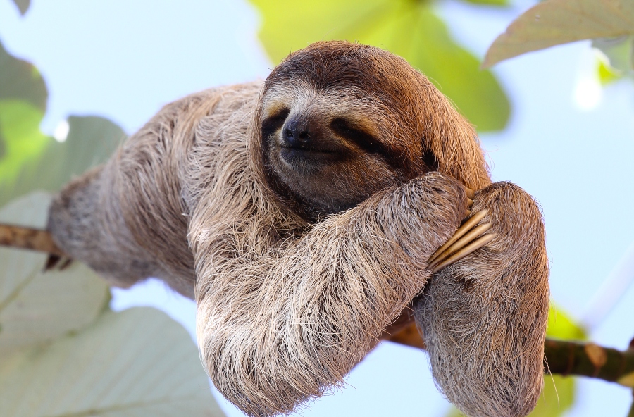 A sloth in Costa Rica