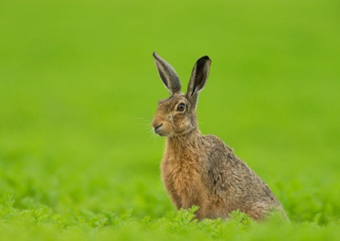 A brown hare in the UK