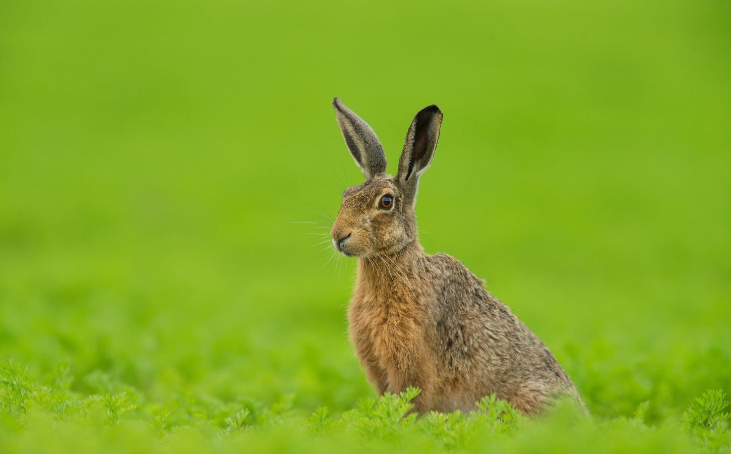 A brown hare in the UK