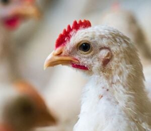 A fast growing broiler chicken in a factory farm