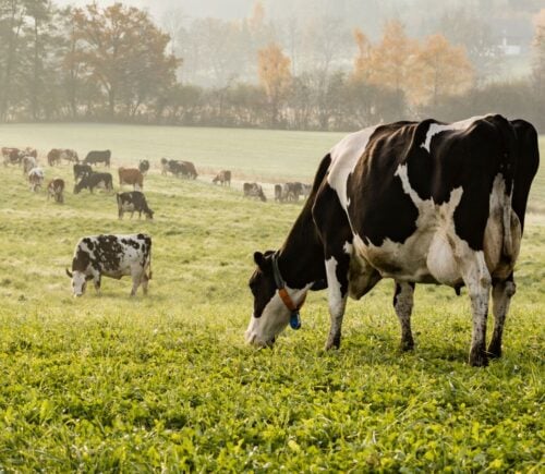 A cow grazing on a field in Switzerland, a country where meat consumption is high