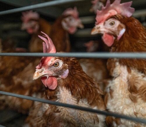 Hens at an intensive chicken farm, similar to the one that has caught fire in Texas