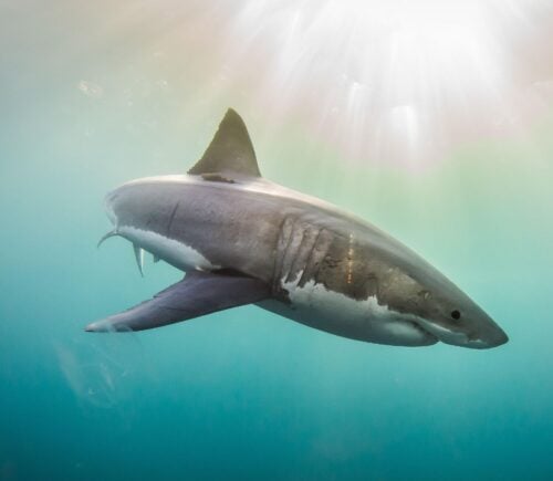 A great white shark swimming in the ocean