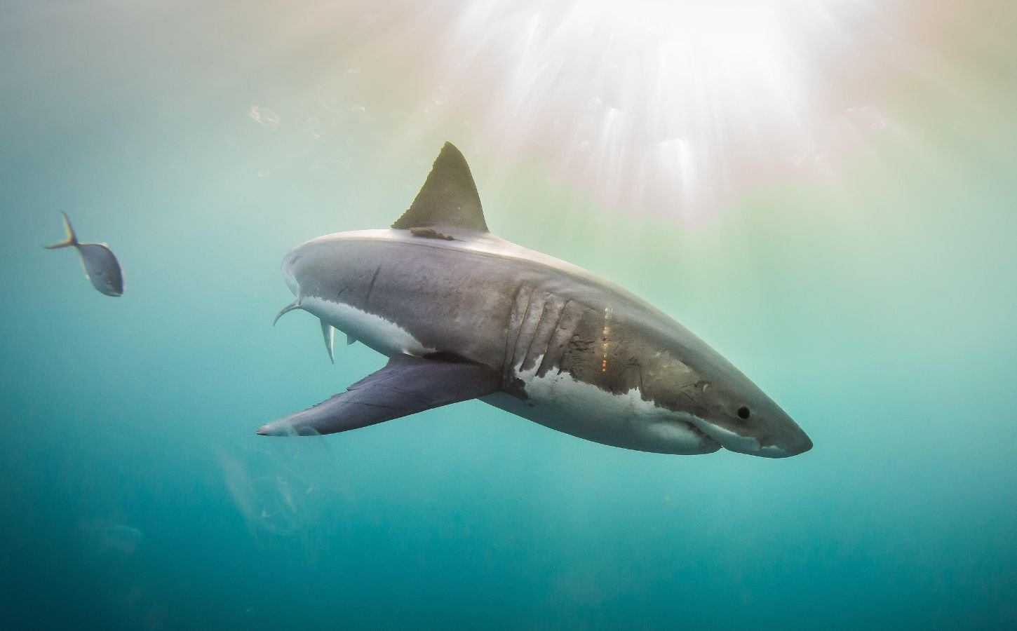 A great white shark swimming in the ocean