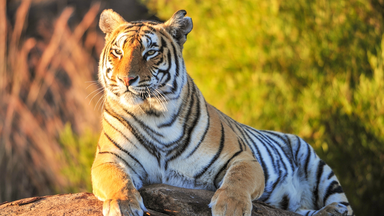 Tiger in nature