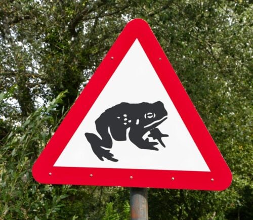 A road sign warning drivers that toads may be crossing