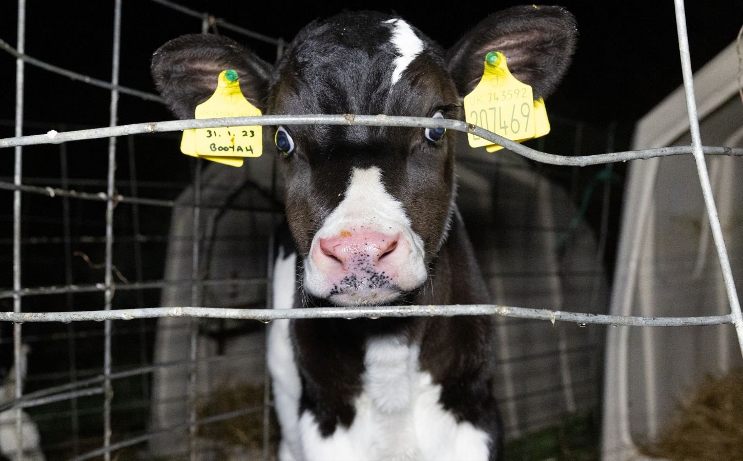 A calf at a UK dairy farm