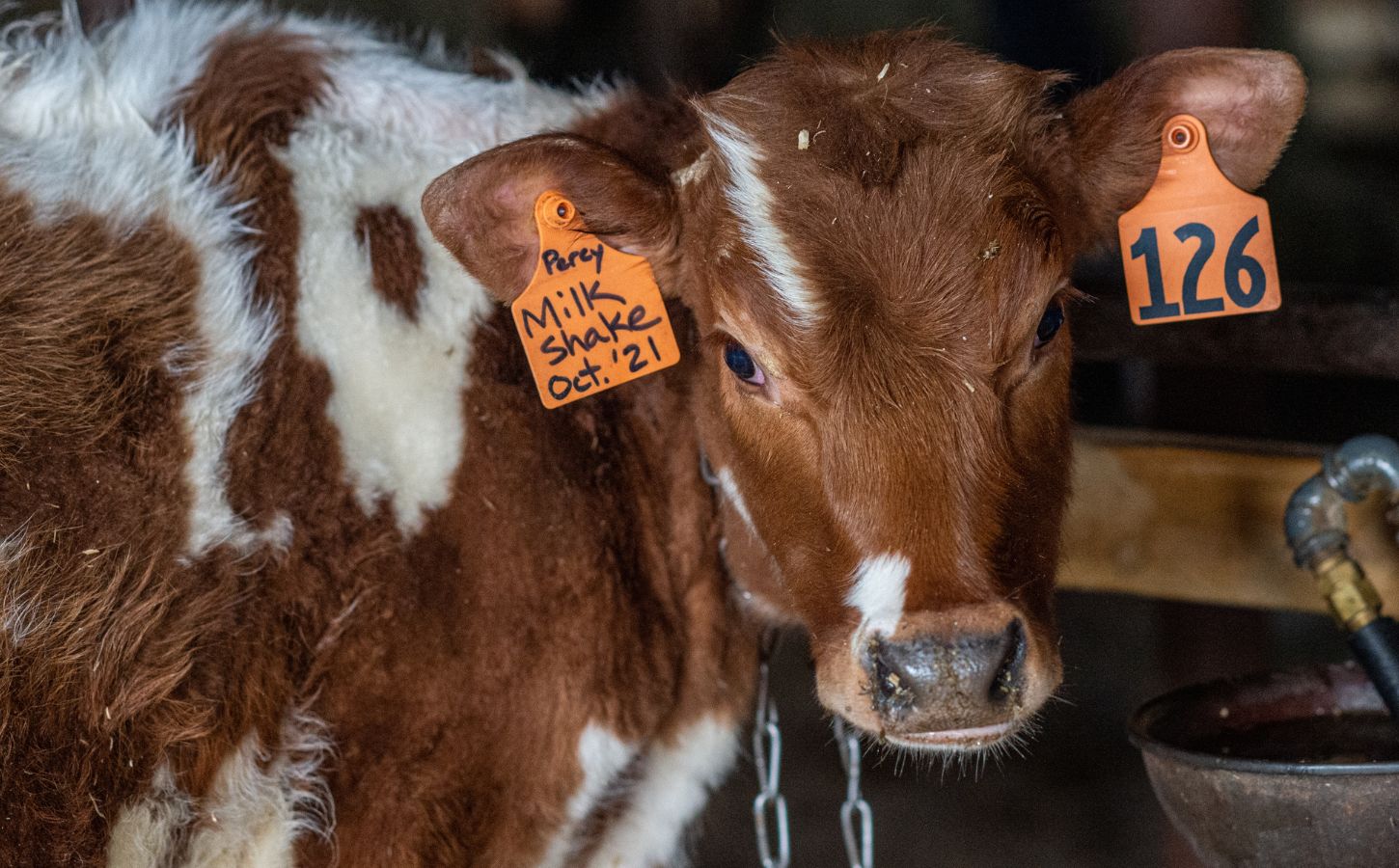 A factory farmed cow with tags in their ears and a chain round their neck