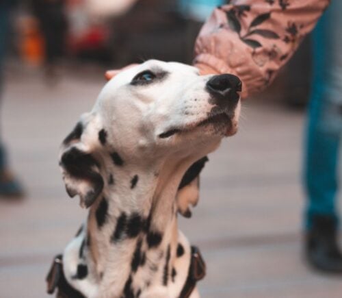 A person's arm patting a dalmatian on the head