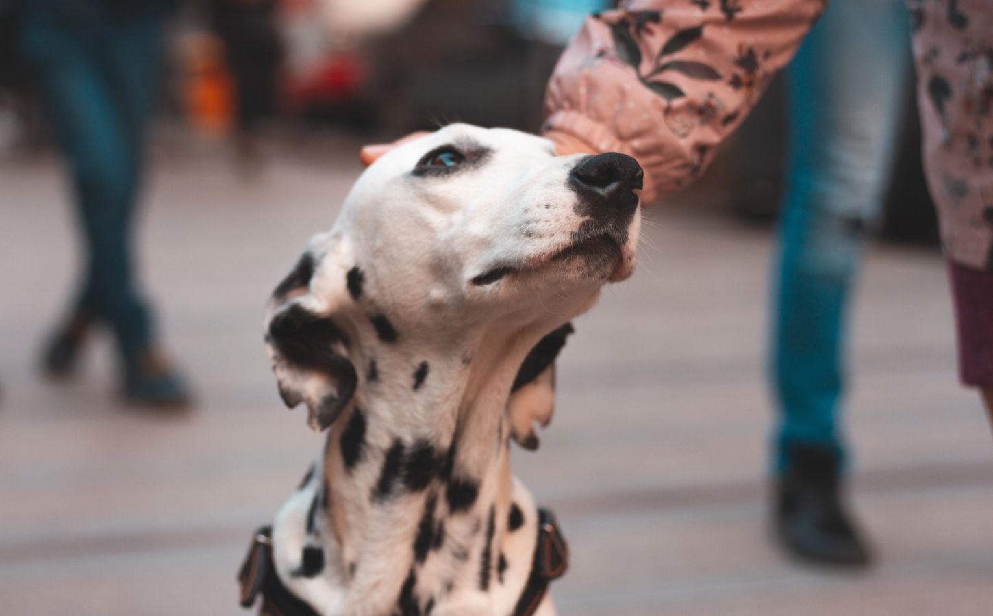 A person's arm patting a dalmatian on the head