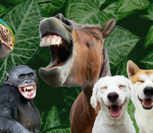 A parrot, primate, horse, and dogs laughing in front of a leafy background