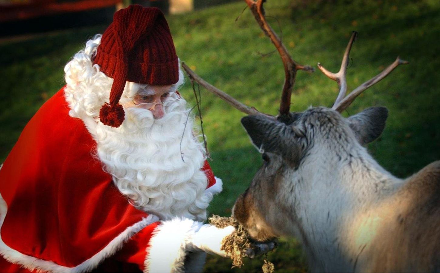 Vegan Santa Claus feeds a reindeer