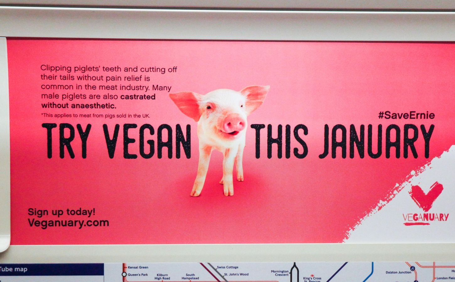 A poster for Veganuary 2023 with a pig next to the text "TRY VEGAN THIS JANUARY"