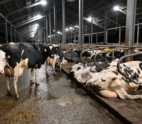 Dairy cows inside a large intensive "zero grazing" farm in the UK